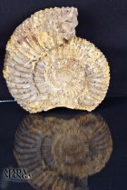 3021_p_ammonite septaria18.JPG