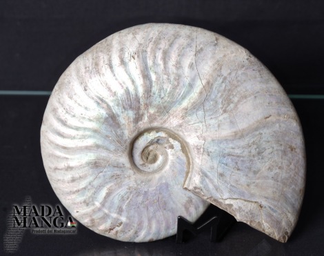Ammonite Desmoceras