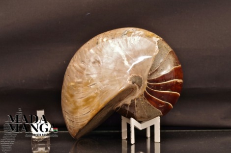 Nautilus di cm 14,5