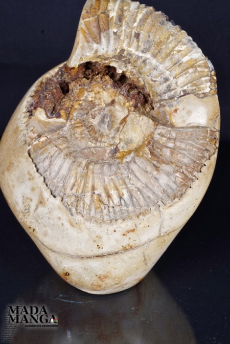 Ammonite su septaria