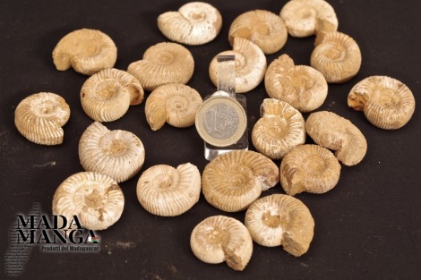 Ammoniti intere grezze diam. cm.2,7 - 3,3