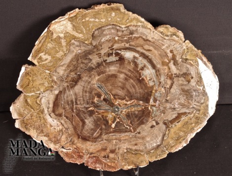 Fetta di Legno fossile cm.25x20