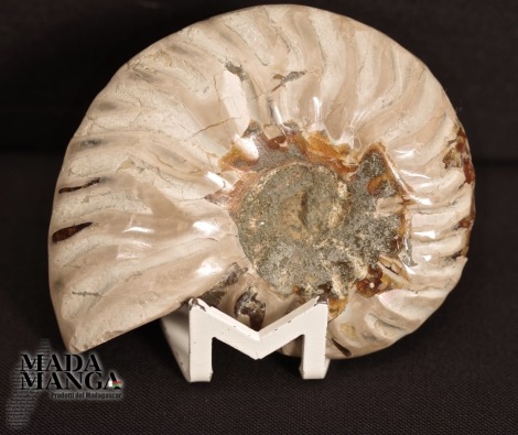 Ammonite intera lucidata cm.5,4