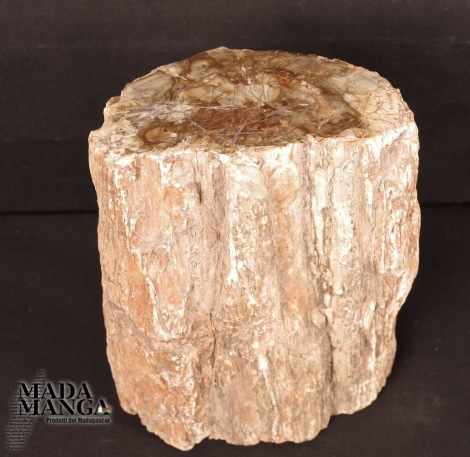 Tronchetto di Legno Fossile cm.11,5x14,5H