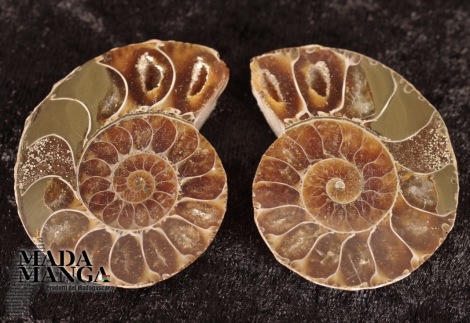 Ammonite tagliata cm.4,6