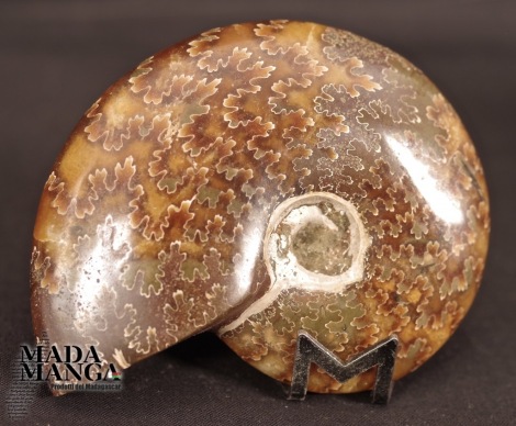 Ammonite intera lucidata cm.8