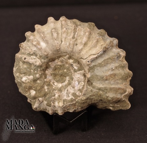 Ammonite Douvilleiceras grezza cm.6,1