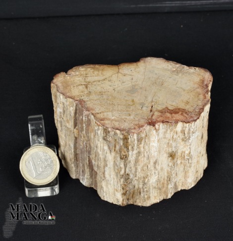 Tronchetto in legno fossile cm.6,2H