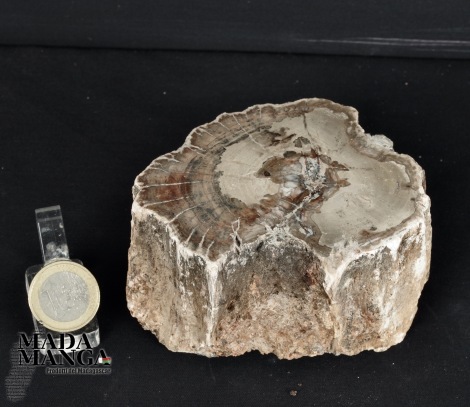Tronchetto in legno fossile cm.5,3H