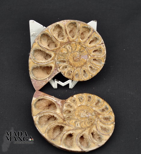Ammonite tagliata cm.8,1