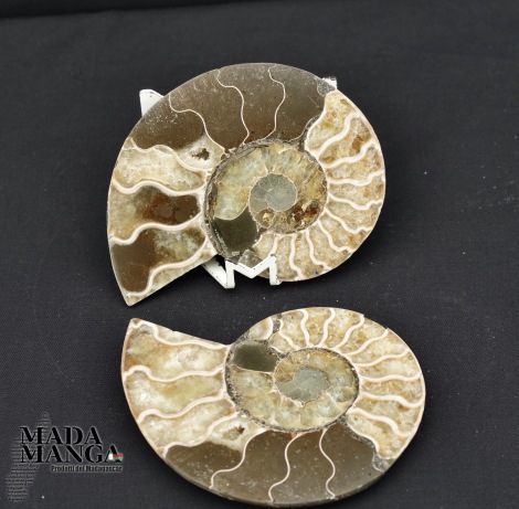 Ammonite tagliata cm.10,5