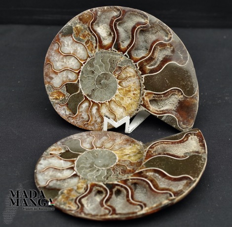 Ammonite tagliata cm.10,6