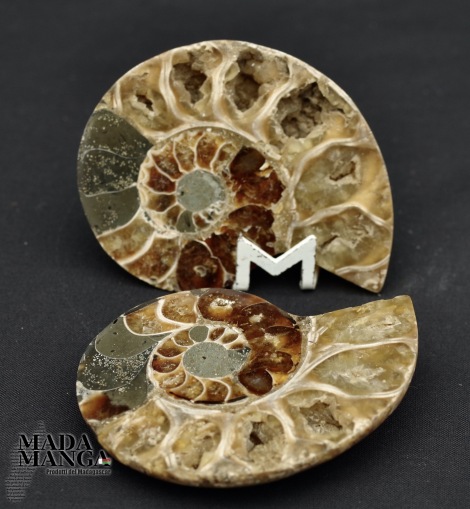 Ammonite tagliata cm.7