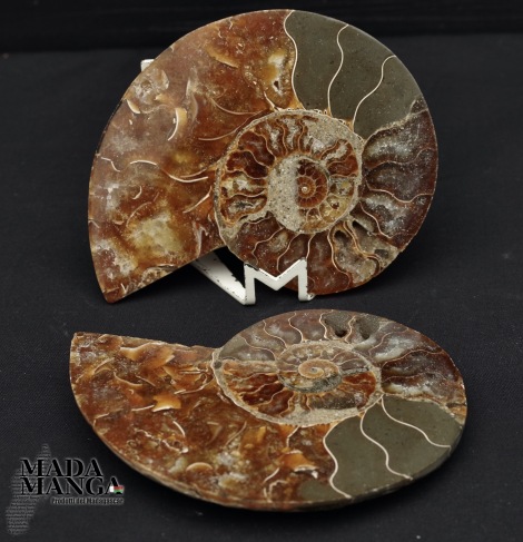 Ammonite tagliata cm.10,2