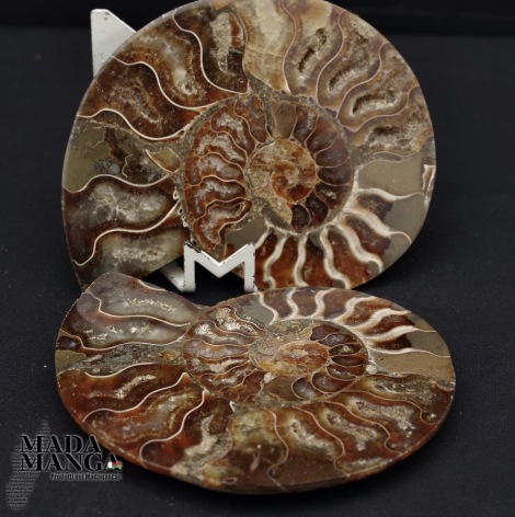 Ammonite tagliata cm.9,2