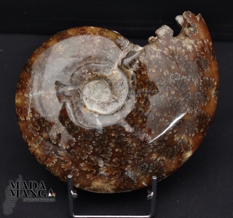 Ammonite intera lucidata integra cm.12,2