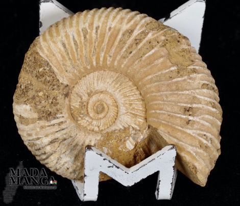 Ammonite Perisphinctes cm.4,2