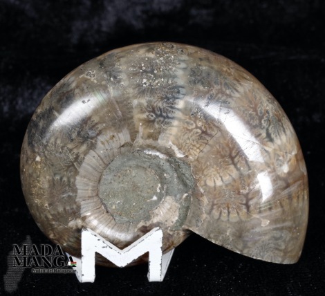 Ammonite intera lucidata cm.6,5