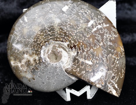 Ammonite intera lucidata cm.8,6