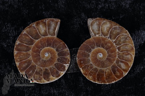 Ammonite tagliata cm.3,4