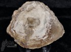 10000_p_fetta_in_legno_fossile38.jpg