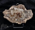 10001_p_fetta_in_legno_fossile44.jpg