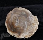 10002_p_fetta_in_legno_fossile48.jpg