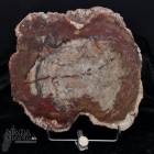 10003_p_legno_pietrificato01.jpg