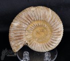 10068_p_perisphinctes15.jpg