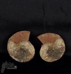 10069_p_perisphinctes01.jpg