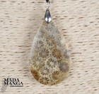 10088_p_corallo_fossile6.jpg