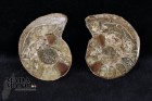 10445_p_vendita_fossili02.jpg