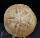 Riccio Fossile lucidato cm.8