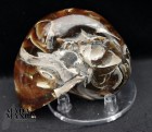 Nautilus cm.6,8