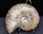 Ammonite intera lucidata cm.11