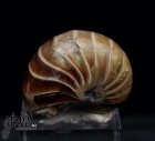 Nautilus intero cm.3,5