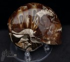 Nautilus intero lucidato cm.8,4