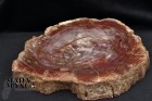 10455_p_vendita_fossili48.jpg