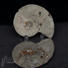 Ammonite tagliata piritizzata cm.6,7
