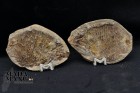 Pesce Fossile Bobasatrania Mahavavica