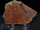 Fetta Legno Fossile cm.10x7