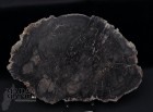 Fetta Legno Fossile cm.23x15,5