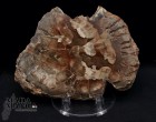 Fetta Legno Fossile cm.9,5x7