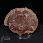 Fetta Legno Fossile cm.14,2x11,2