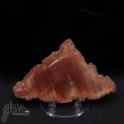Fetta Legno Fossile cm.9,8x6,2