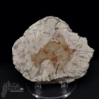 Fetta Legno Fossile cm.7,5x6,5