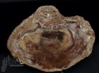 Fetta Legno Fossile cm.20,5x15,6
