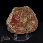 Fetta Legno Fossile cm.10x8,8