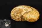 2473_p_Nautilus09.JPG
