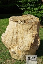 2628_p_tronchi legno fossile49.JPG